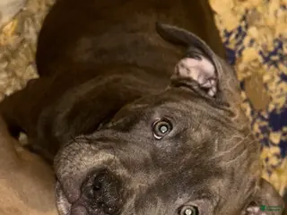 American Bully dogs American Bully Puppy 4 - Ad 3