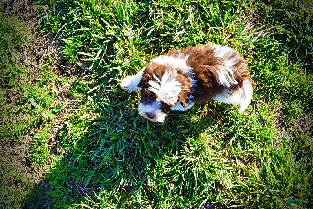 Havapoo dogs for sale: Simon - Ad 13