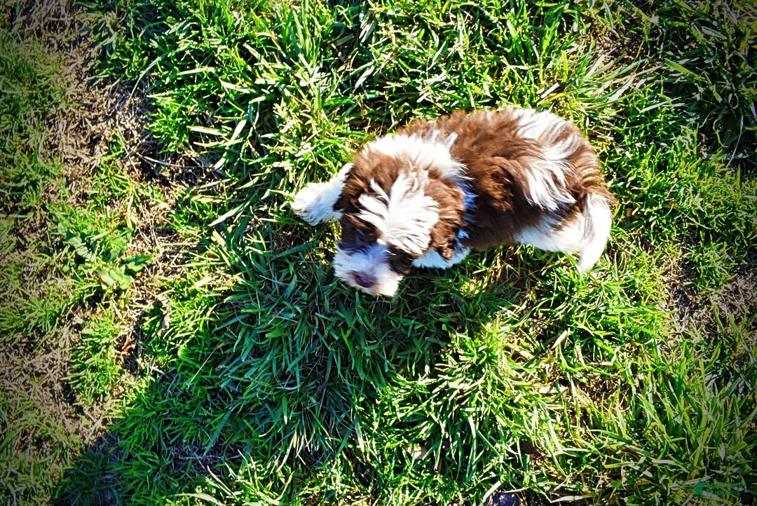 Havapoo dogs for sale: Simon - Ad 14