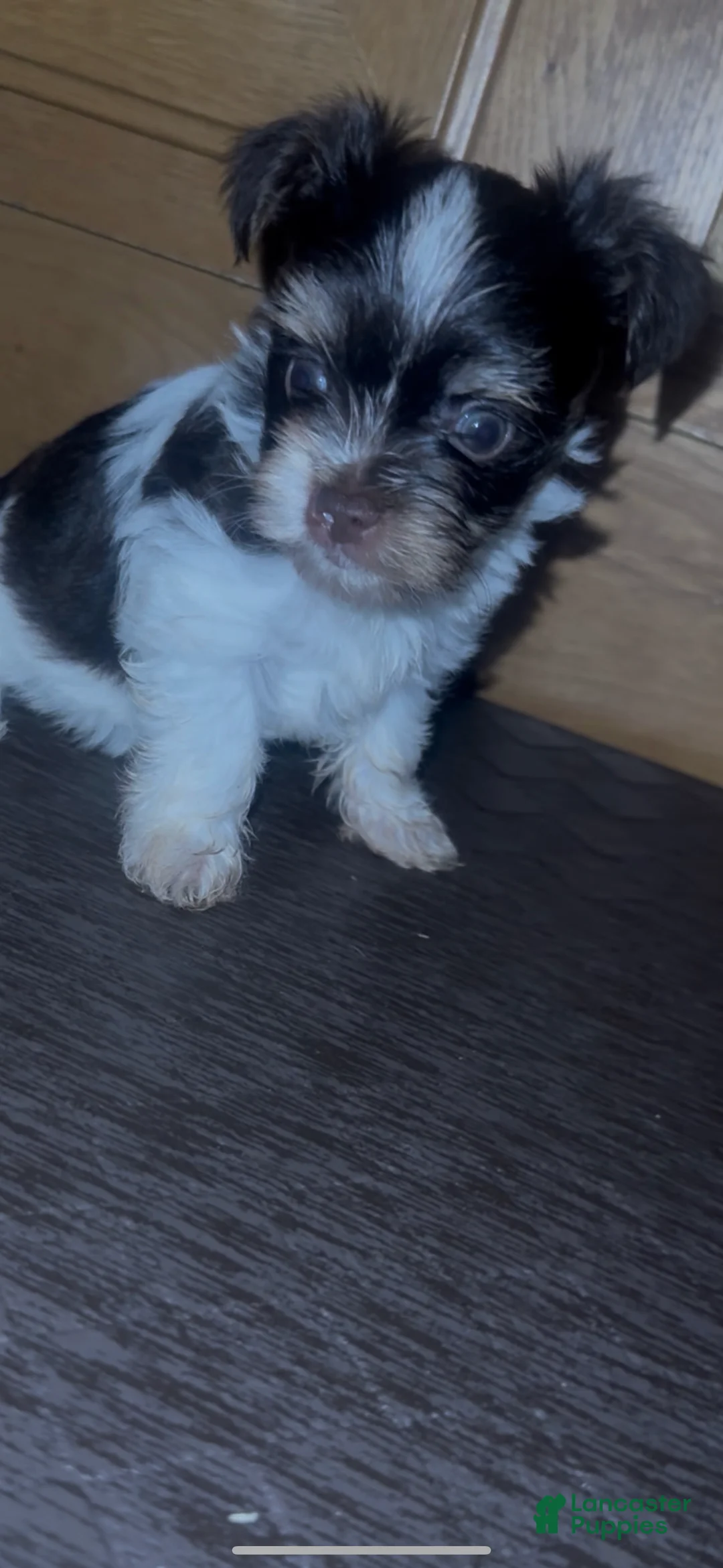 Yorkshire Terrier dogs for sale: Yorkshire Terrier Puppy 1 - Ad 5