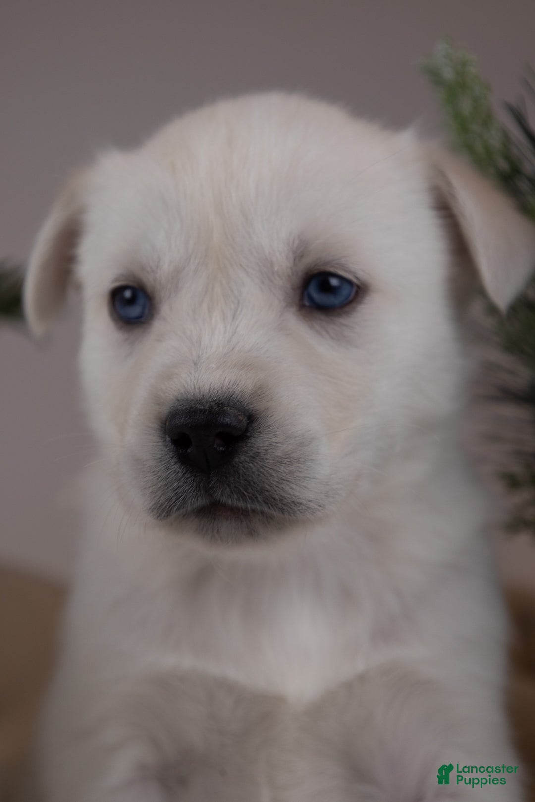 Goberian dogs for sale: Bear - Ad 34