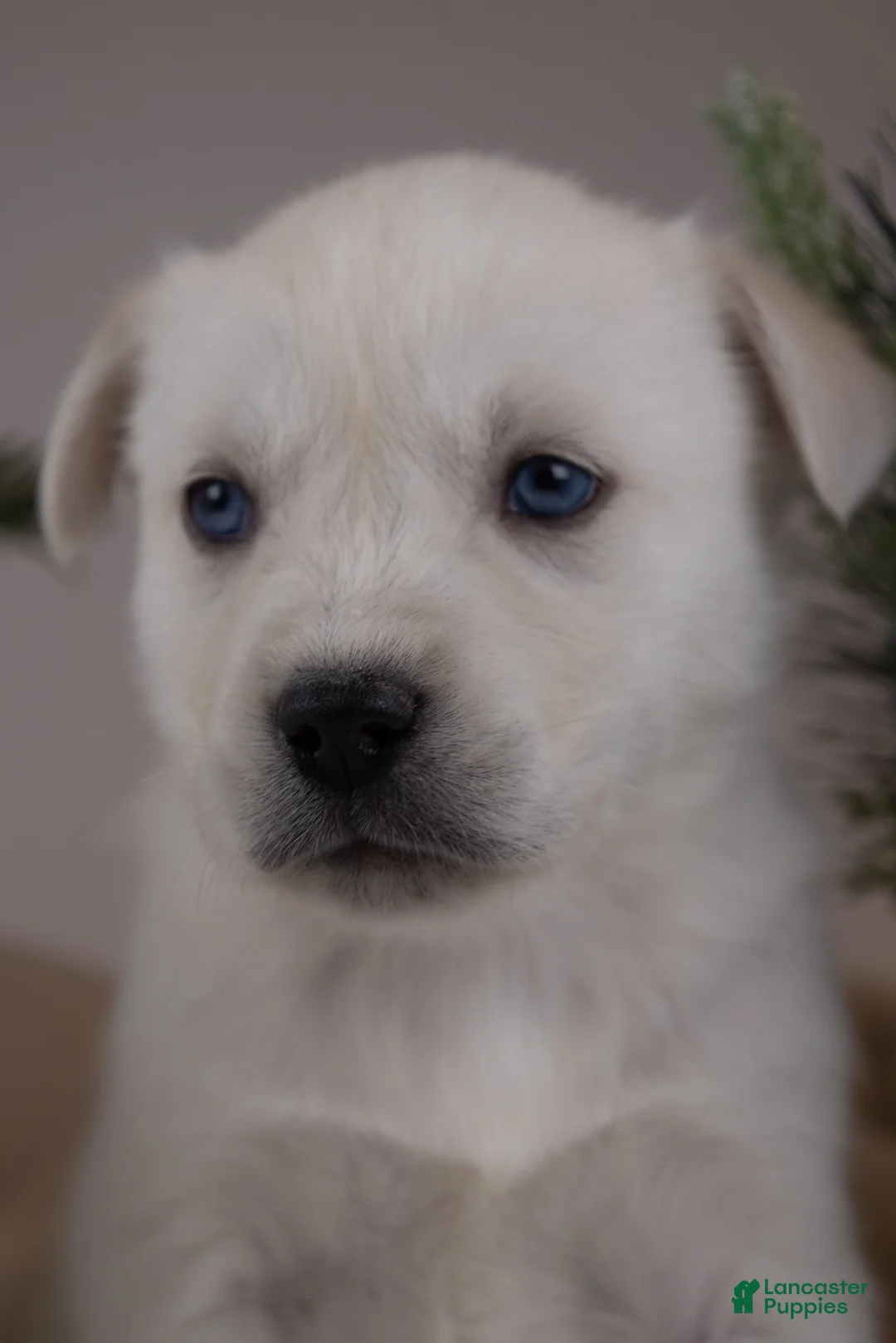 Goberian dogs for sale: Holly - Ad 19