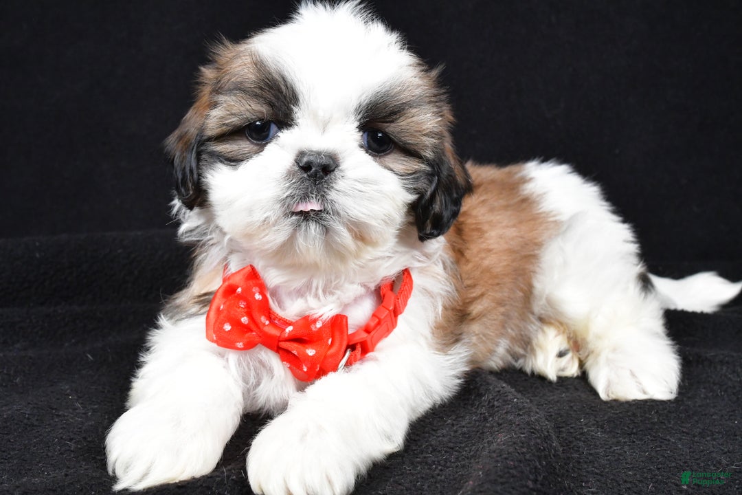 Shih Tzu dogs for sale: Hudson - Ad 2