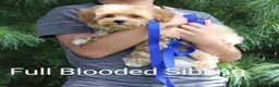 Havapoo dogs for sale: Pearl 🌷 Toy/Miniature - Ad 47