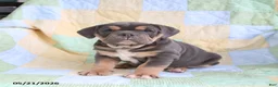 Olde English Bulldogge dogs for sale: Tumble  - Ad 1
