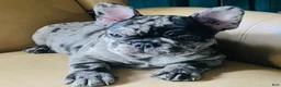 French Bulldog dogs for sale: French Bulldog Macho - Ad 1