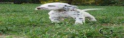 Dalmatian dogs for sale: Otto - Ad 2