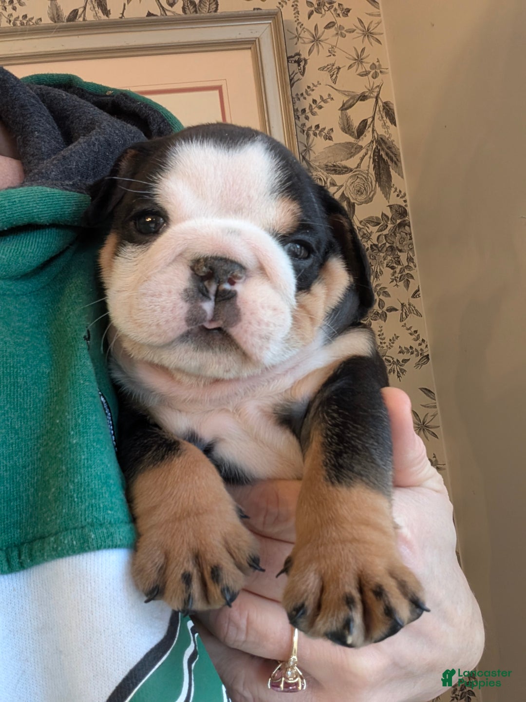 English Bulldog dogs for sale: Ross - Ad 2