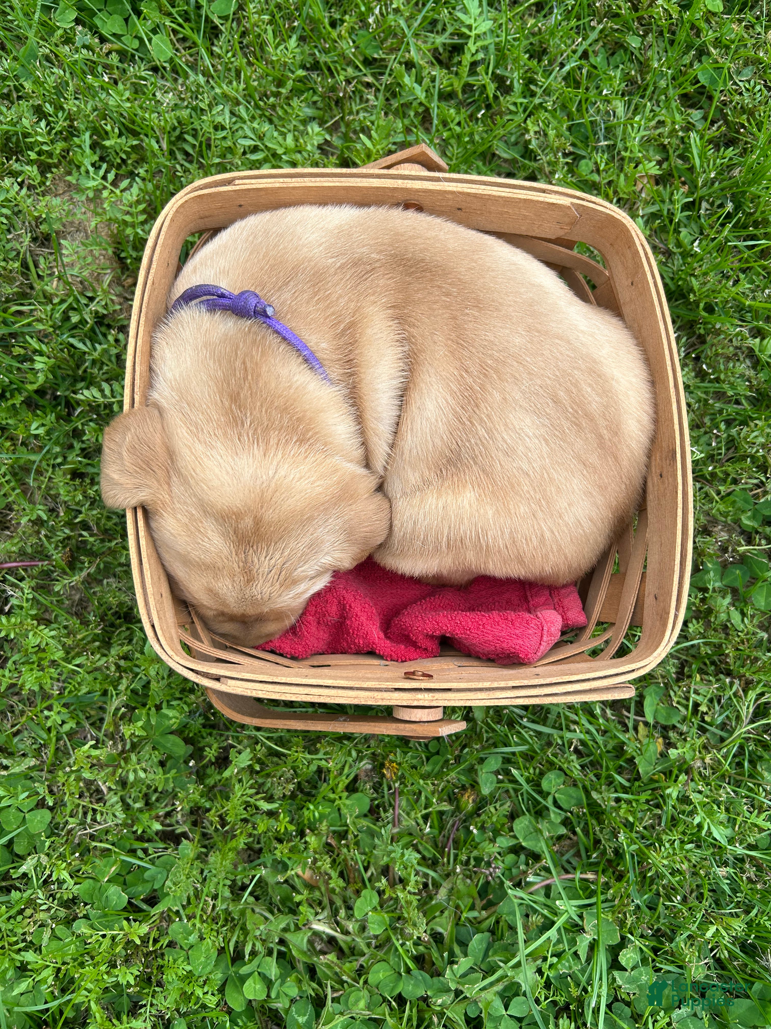 Labrador Retriever dogs Harriet Tubman - Purple - Ad 2