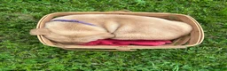 Labrador Retriever dogs for sale: Harriet Tubman - Purple - Ad 2