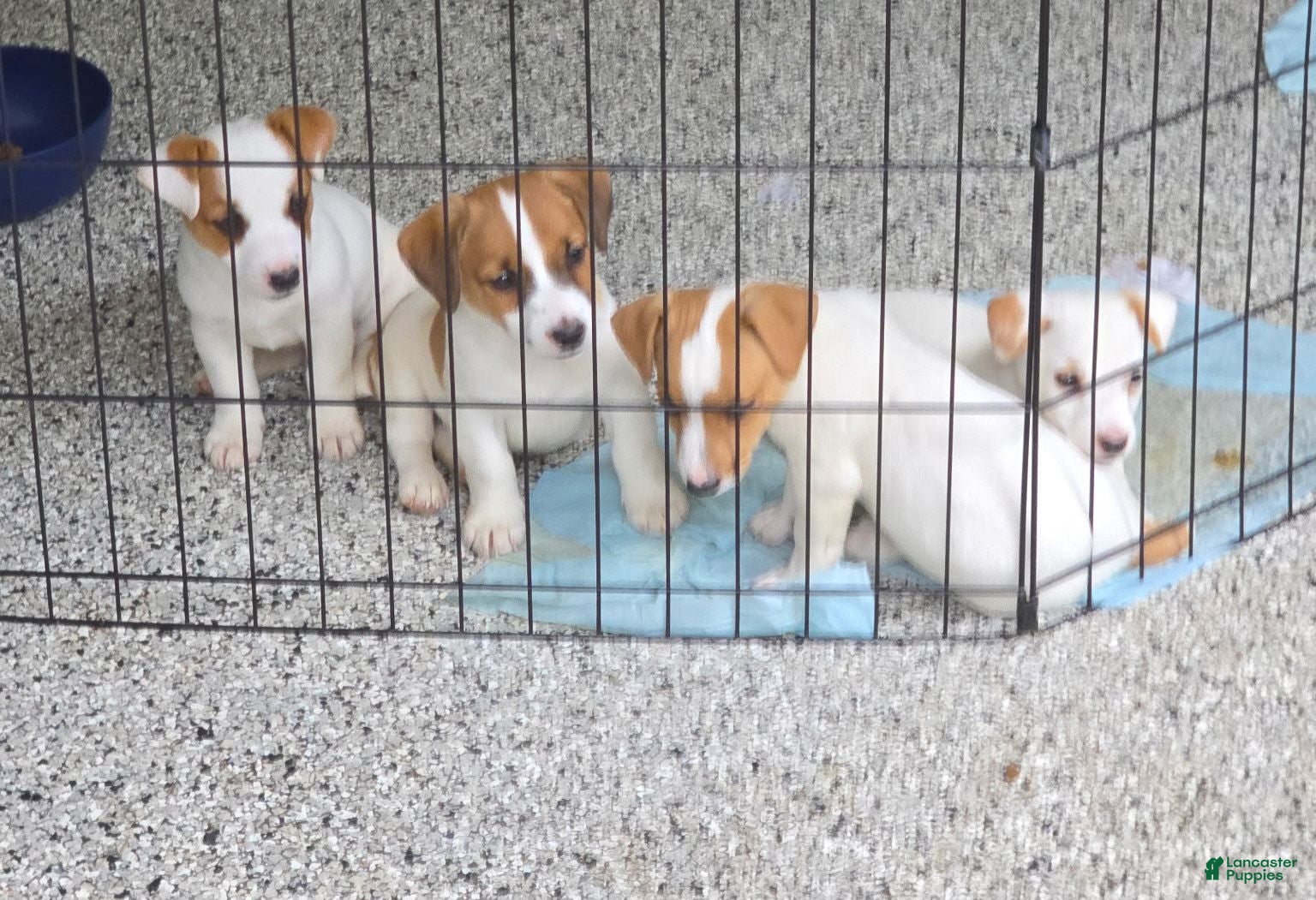 Jack Russell Terrier dogs Jack Russell Terrier Puppy 1 - Ad 2