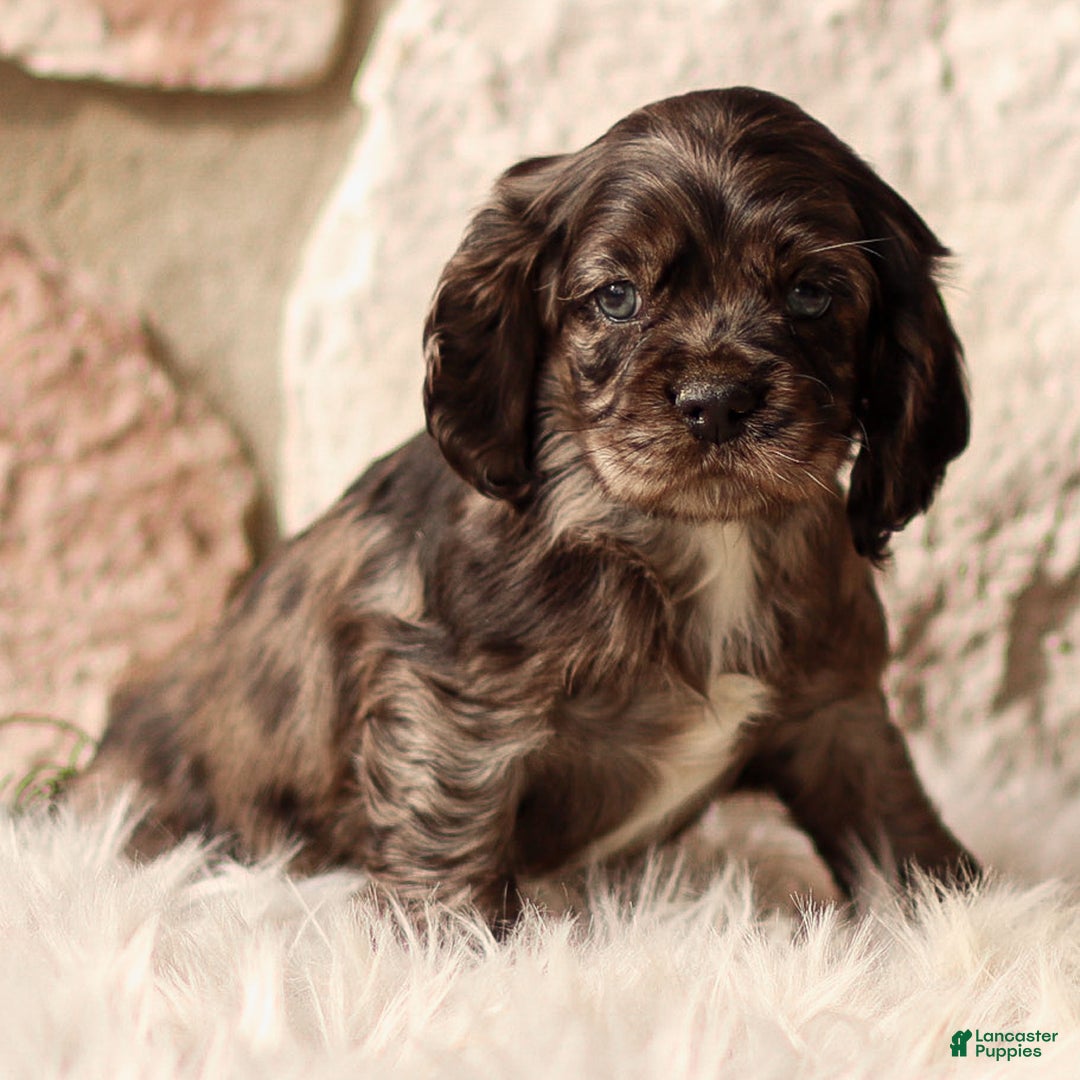 Cocker Spaniel dogs for sale: Dixie - Ad 1