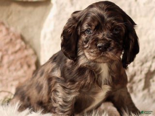 Cocker Spaniel dogs Dixie - Ad 9