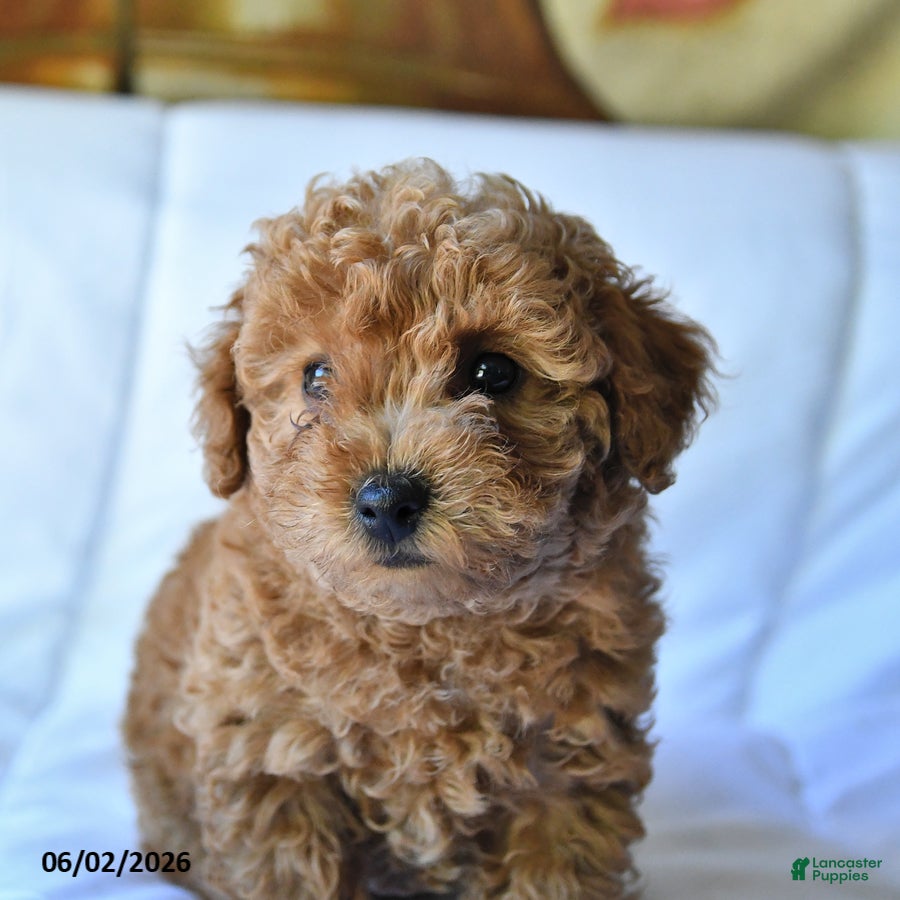Toy Poodle dogs for sale: Marshall - Ad 3