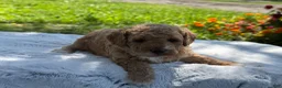 Mini Goldendoodle dogs for sale: Goldilocks - Ad 2