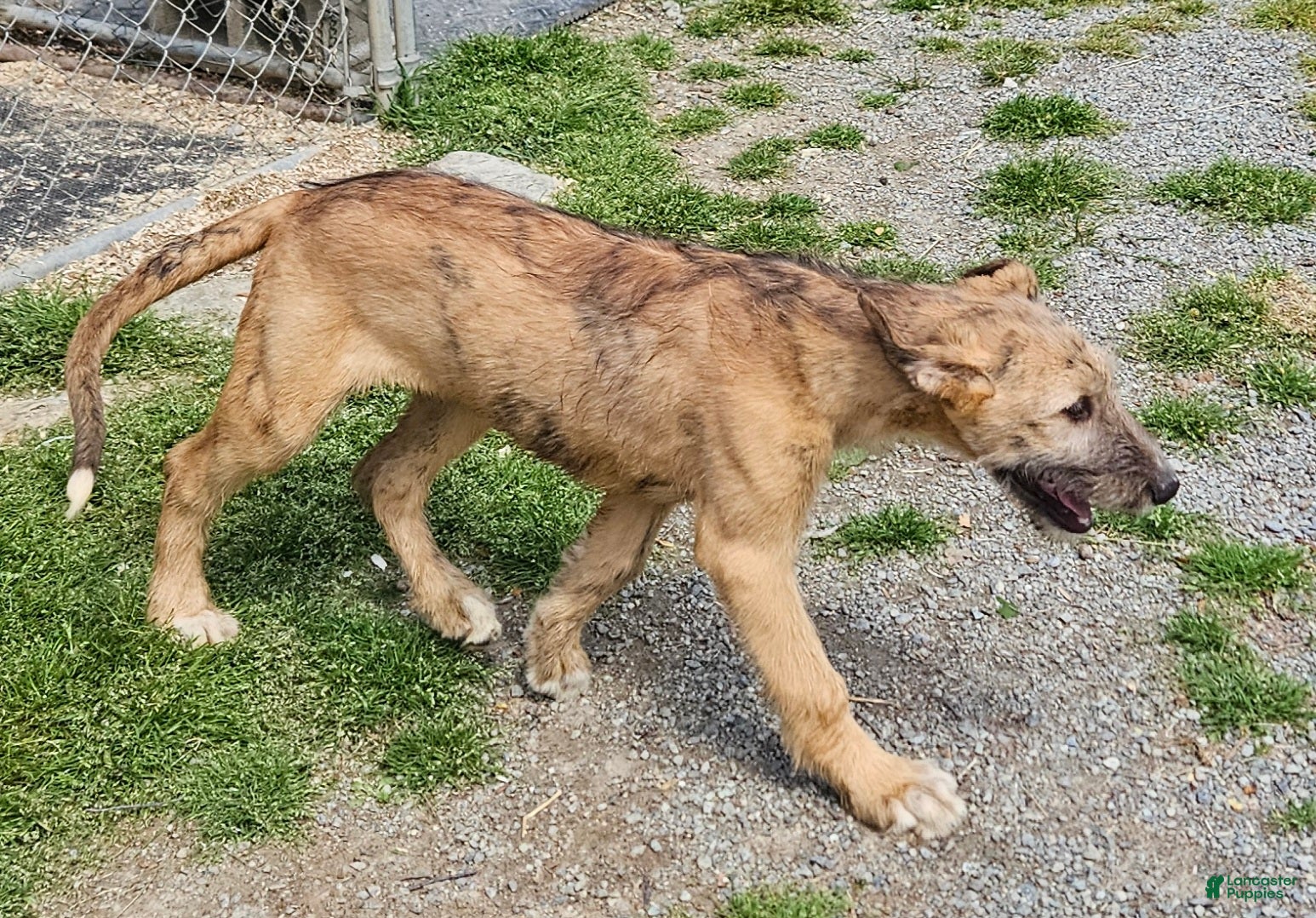 Irish Wolfhound dogs Irish Wolfhound Puppy 2 - Ad 2