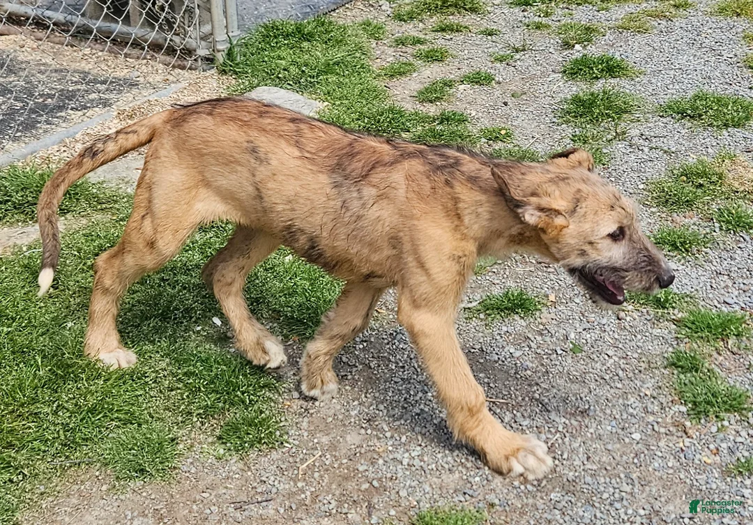 Irish Wolfhound dogs for sale: Irish Wolfhound Puppy 2 - Ad 2