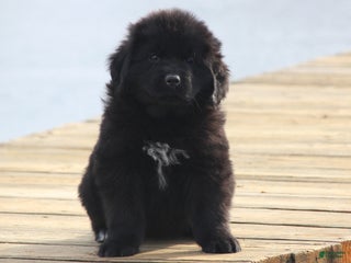 Newfoundland dogs Paris - Ad 27