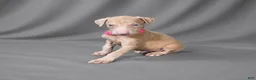 Doberman Pinscher dogs for sale: Auriel - Ad 2