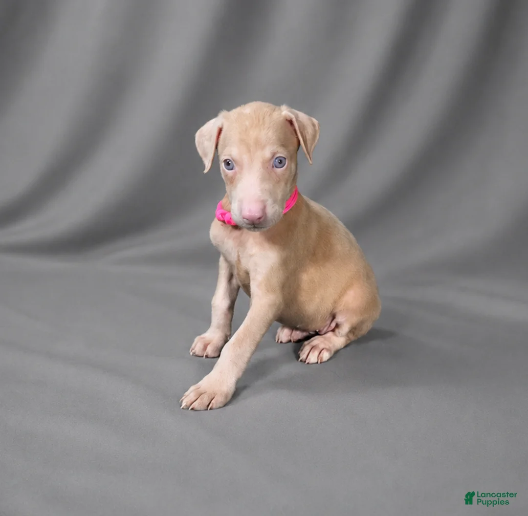 Doberman Pinscher dogs for sale: Auriel - Ad 2