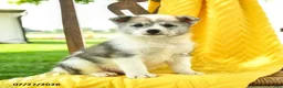 Pomsky dogs for sale: Ryan - Ad 3