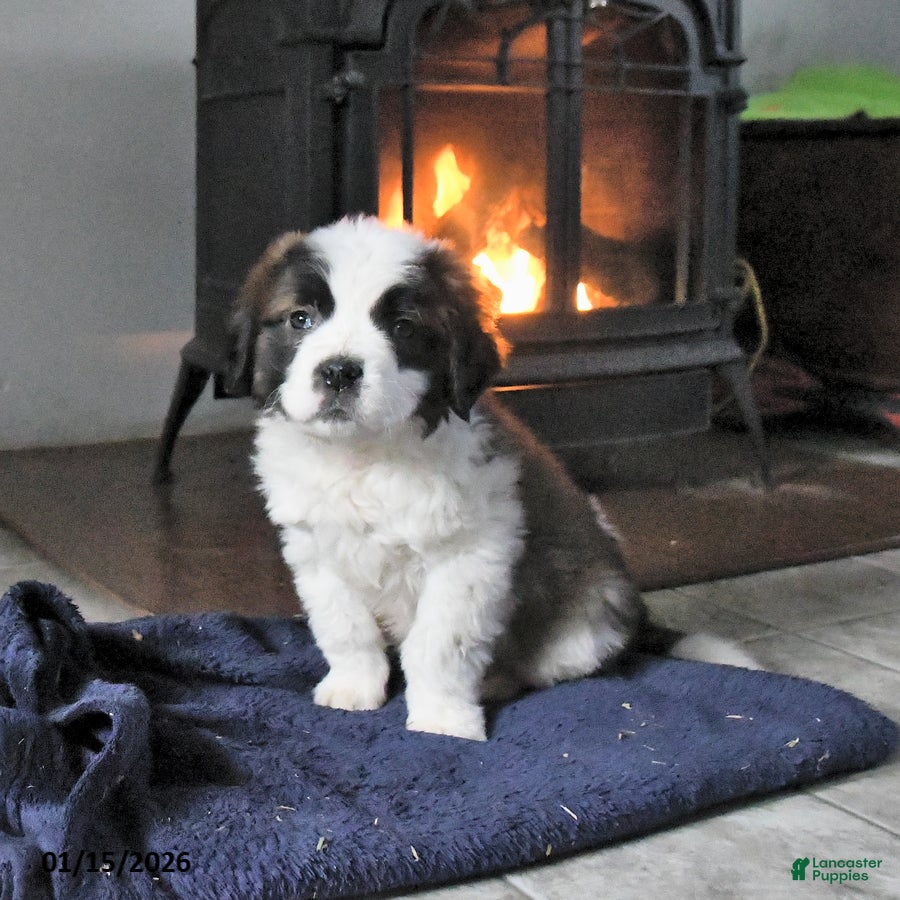 Saint Bernard dogs Crystal - Ad 16