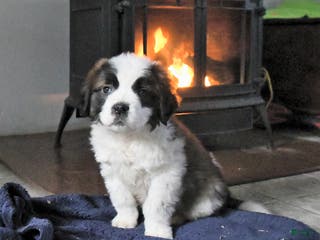 Saint Bernard dogs Crystal - Ad 11