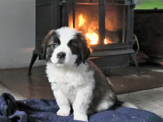 Saint Bernard dogs Crystal - Ad 15