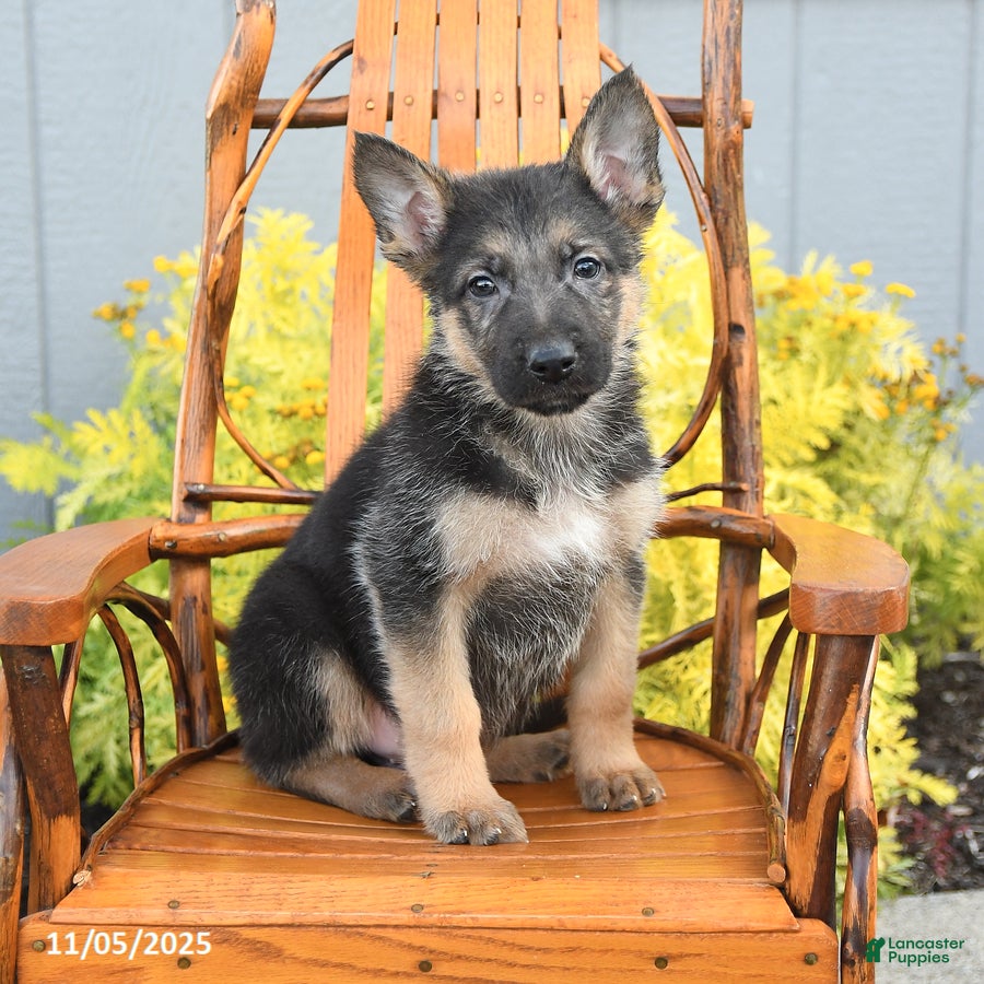 German Shepherd Puppies for sale Lancaster Puppies