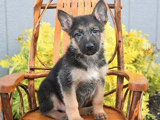 German Shepherd dogs - Ad 25