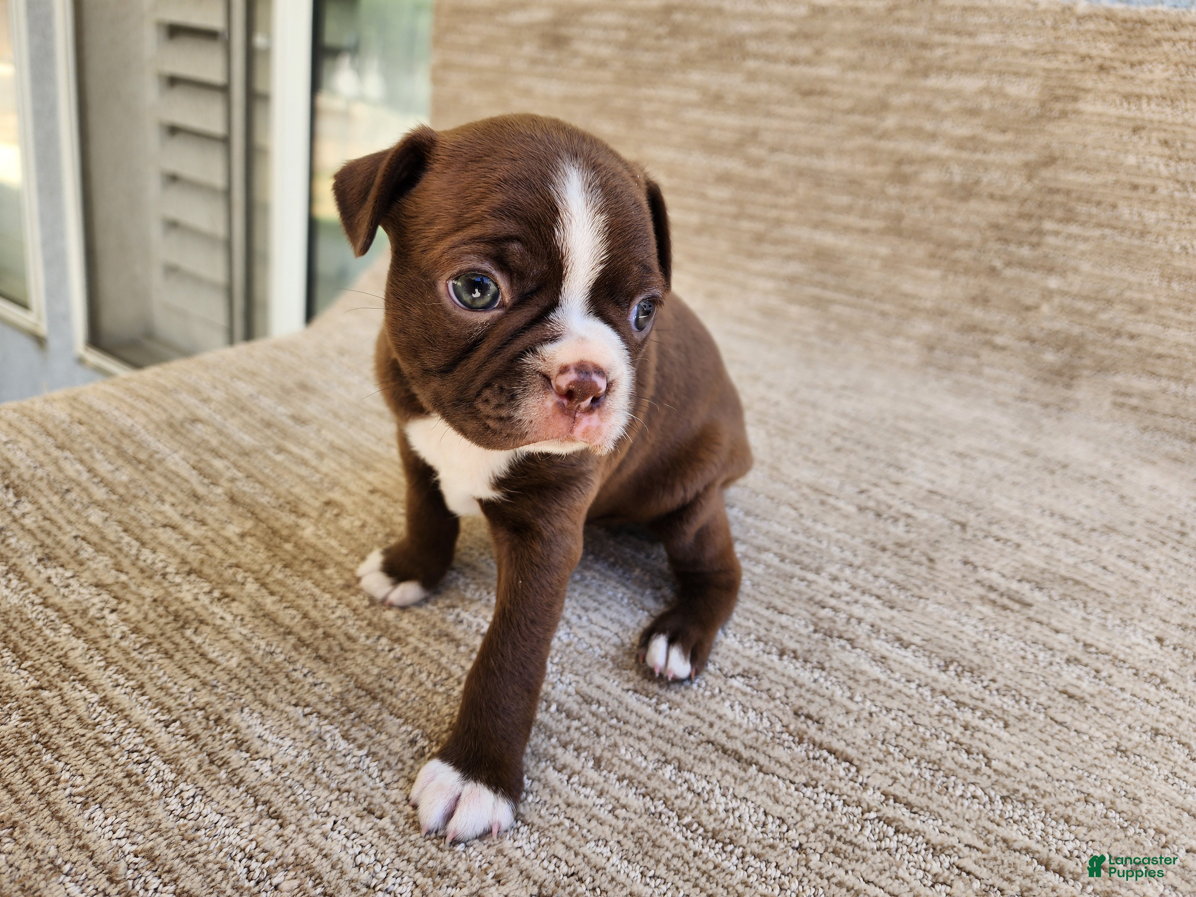 Boston Terrier dogs Boston Terrier 2 - Ad 5