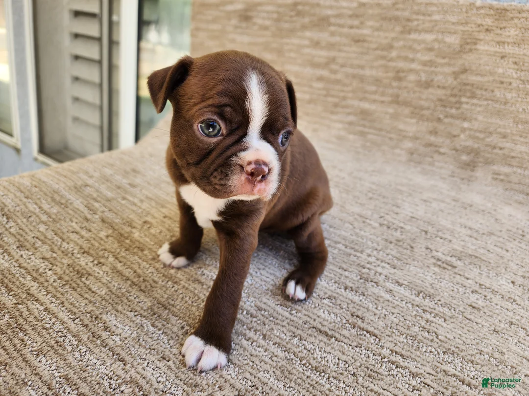 Boston Terrier dogs for sale: Boston Terrier 2 - Ad 1