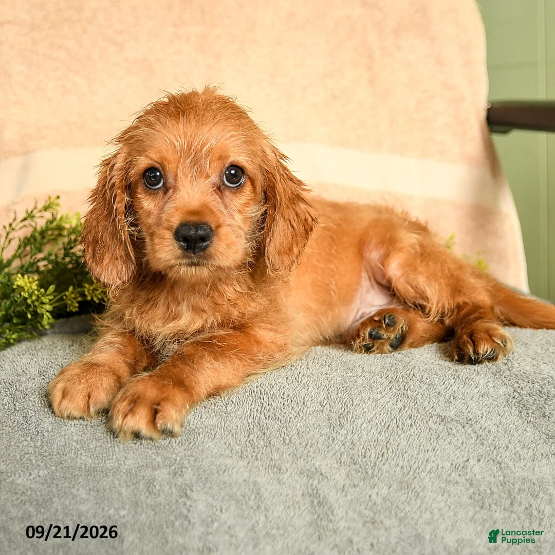 Mixed Breed dogs for sale: Miller - Ad 2