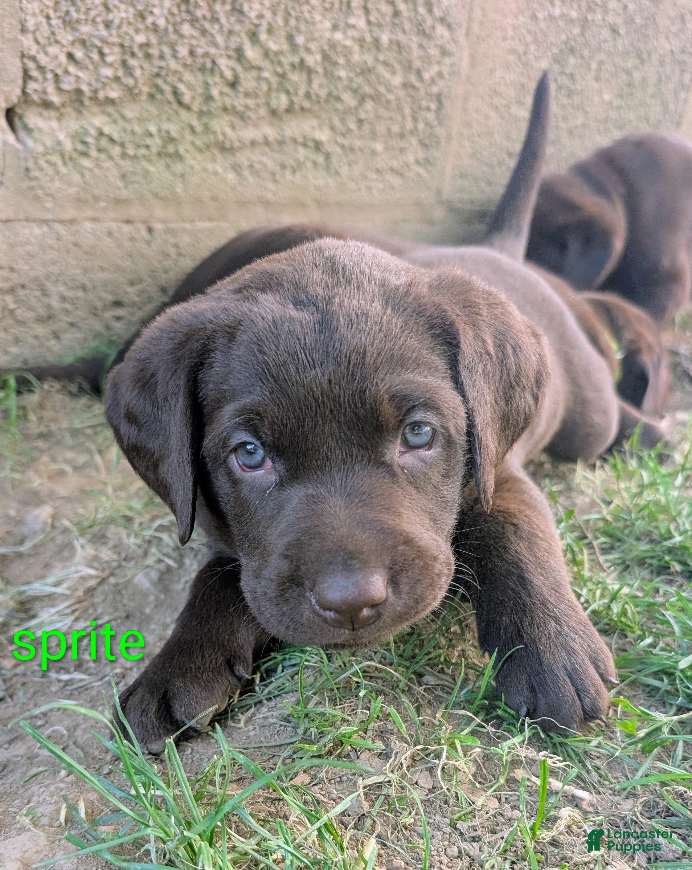 Labrador Retriever dogs Sprite - Ad 2