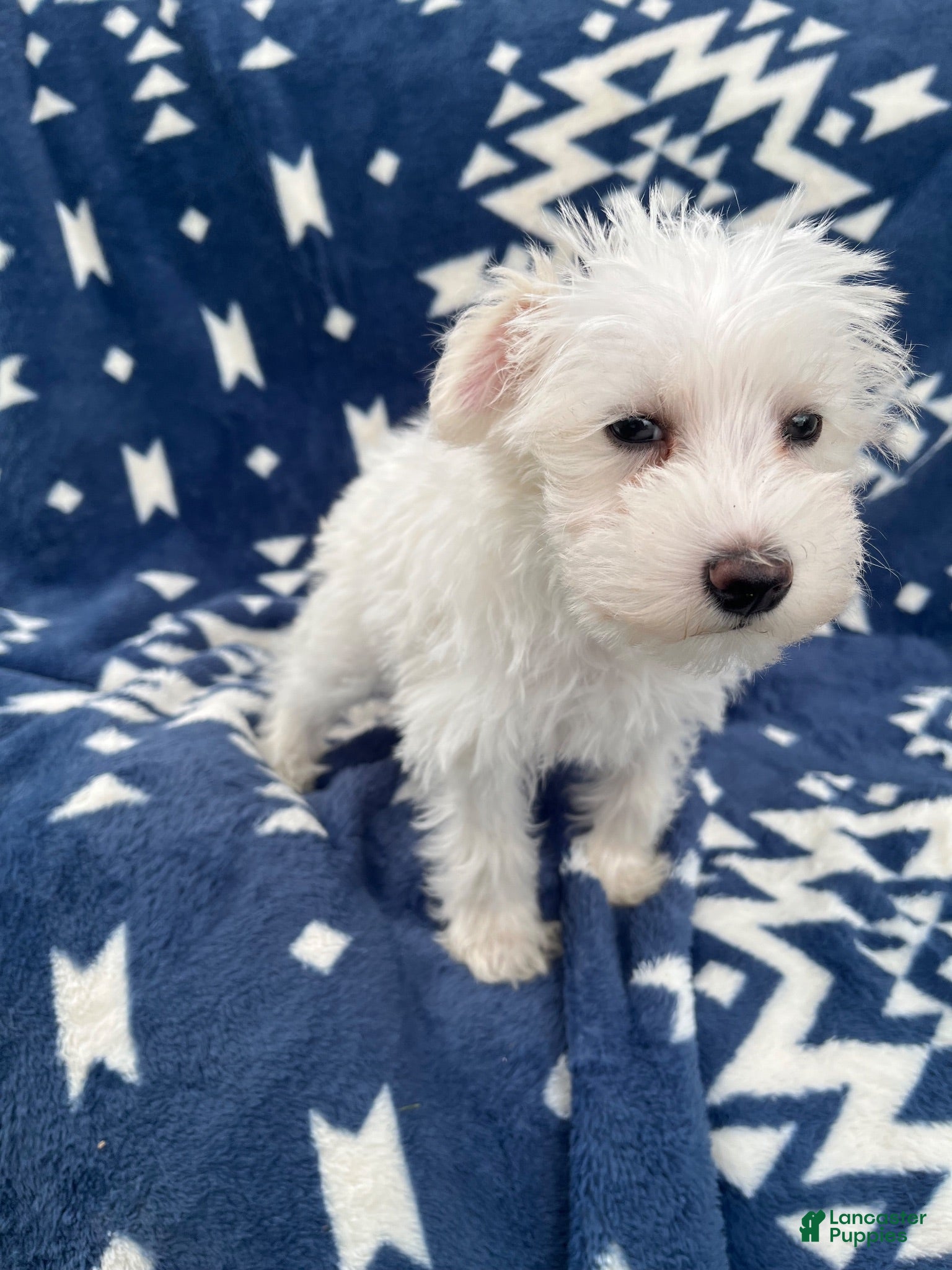 Miniature Schnauzer dogs AkcMilo - Ad 2
