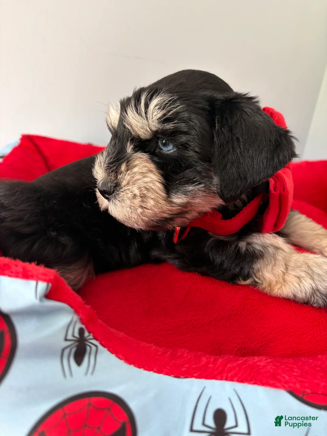 Miniature Schnauzer dogs for sale: Polo - Ad 1