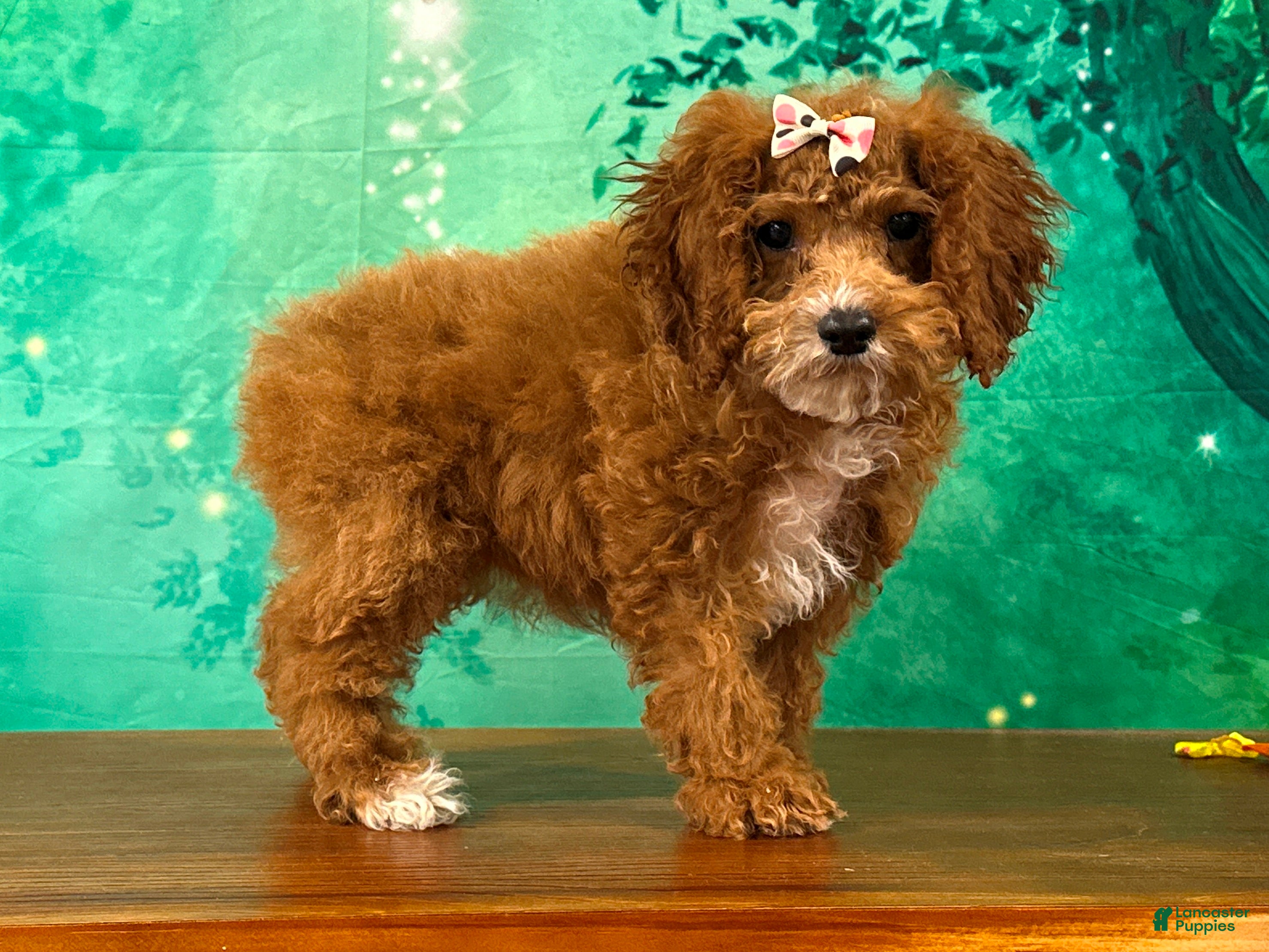 Cockapoo dogs Toffee - Ad 2