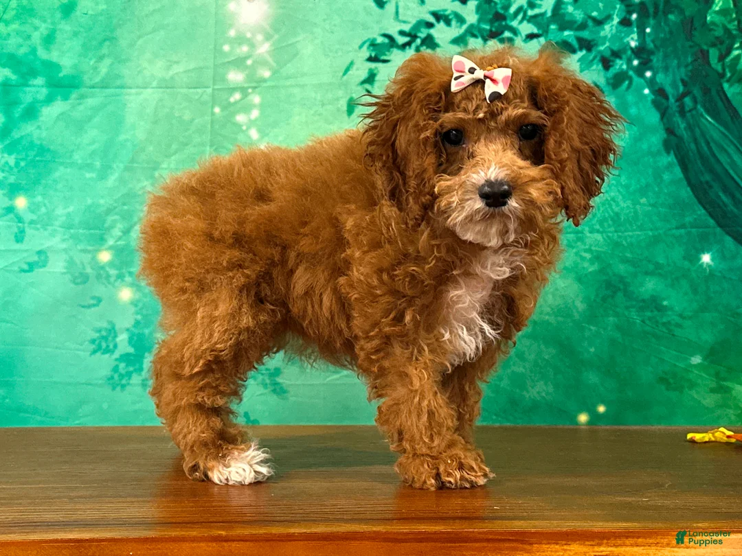 Cockapoo dogs for sale: Toffee - Ad 2