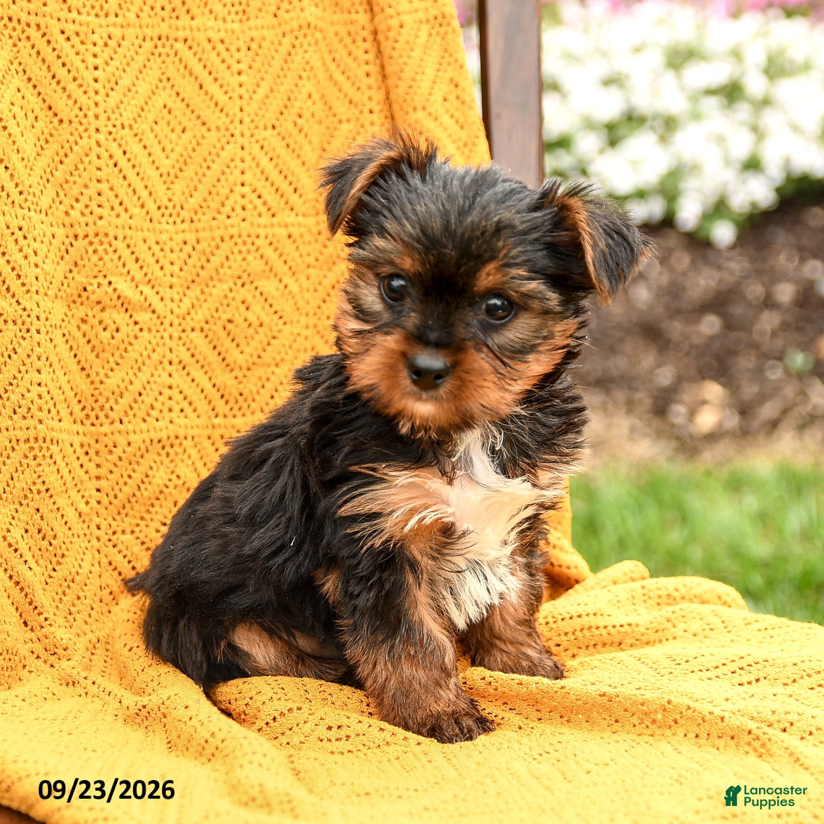 Yorkshire Terrier dogs Biscuit - Ad 2