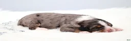 Mini Bernedoodle dogs for sale: Felix  - Ad 4