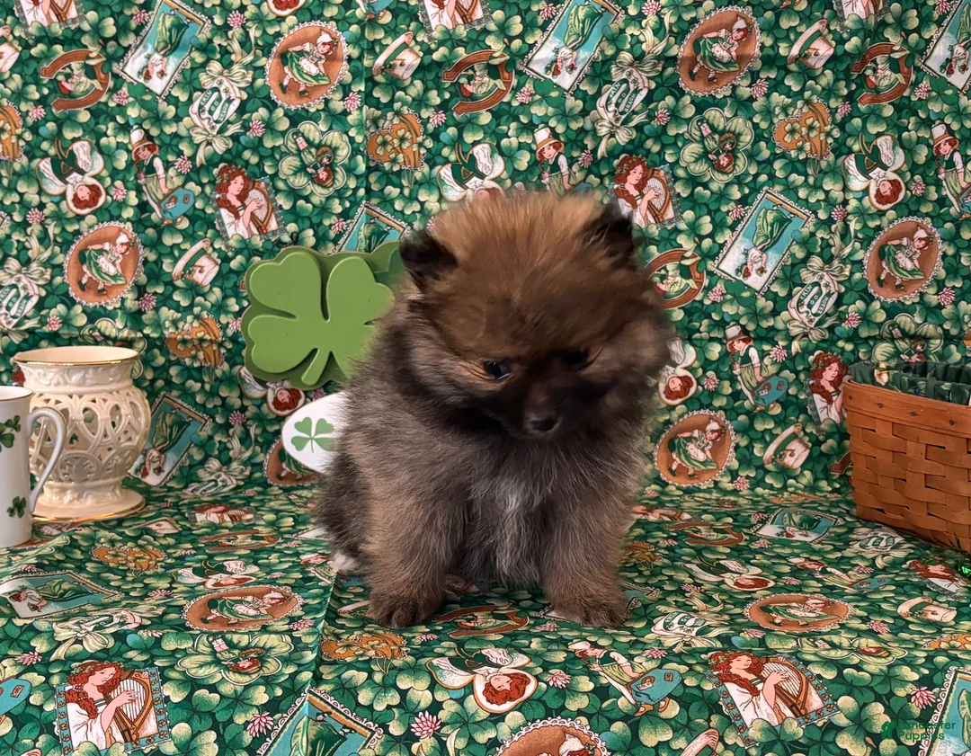 Pomeranian dogs for sale: Hank - Ad 2