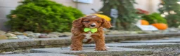 Cavapoo dogs for sale: Blake - Ad 9