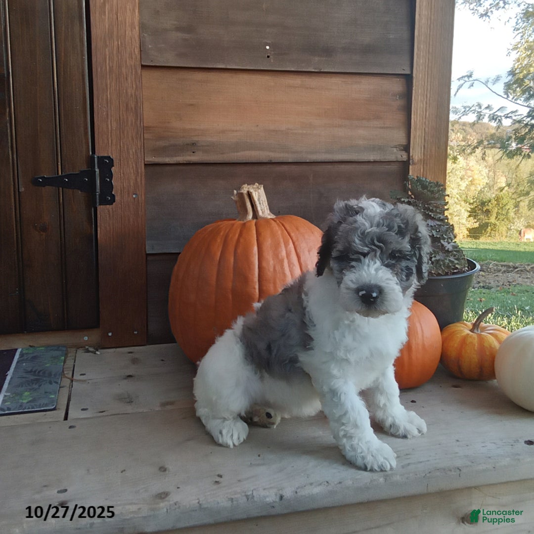 Cockapoo dogs for sale: Cupcake - Ad 3