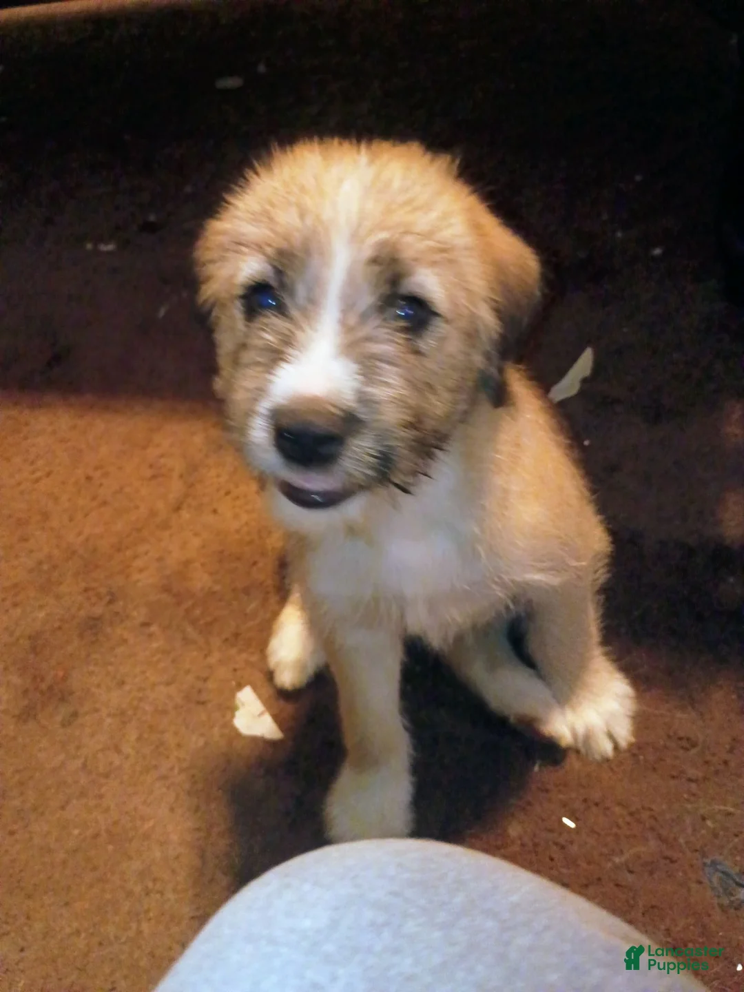 Mixed Breed dogs for sale: RUFFEE - Ad 2