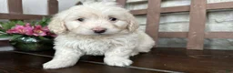 Labradoodle dogs for sale: Kyle (Boy) - Ad 4