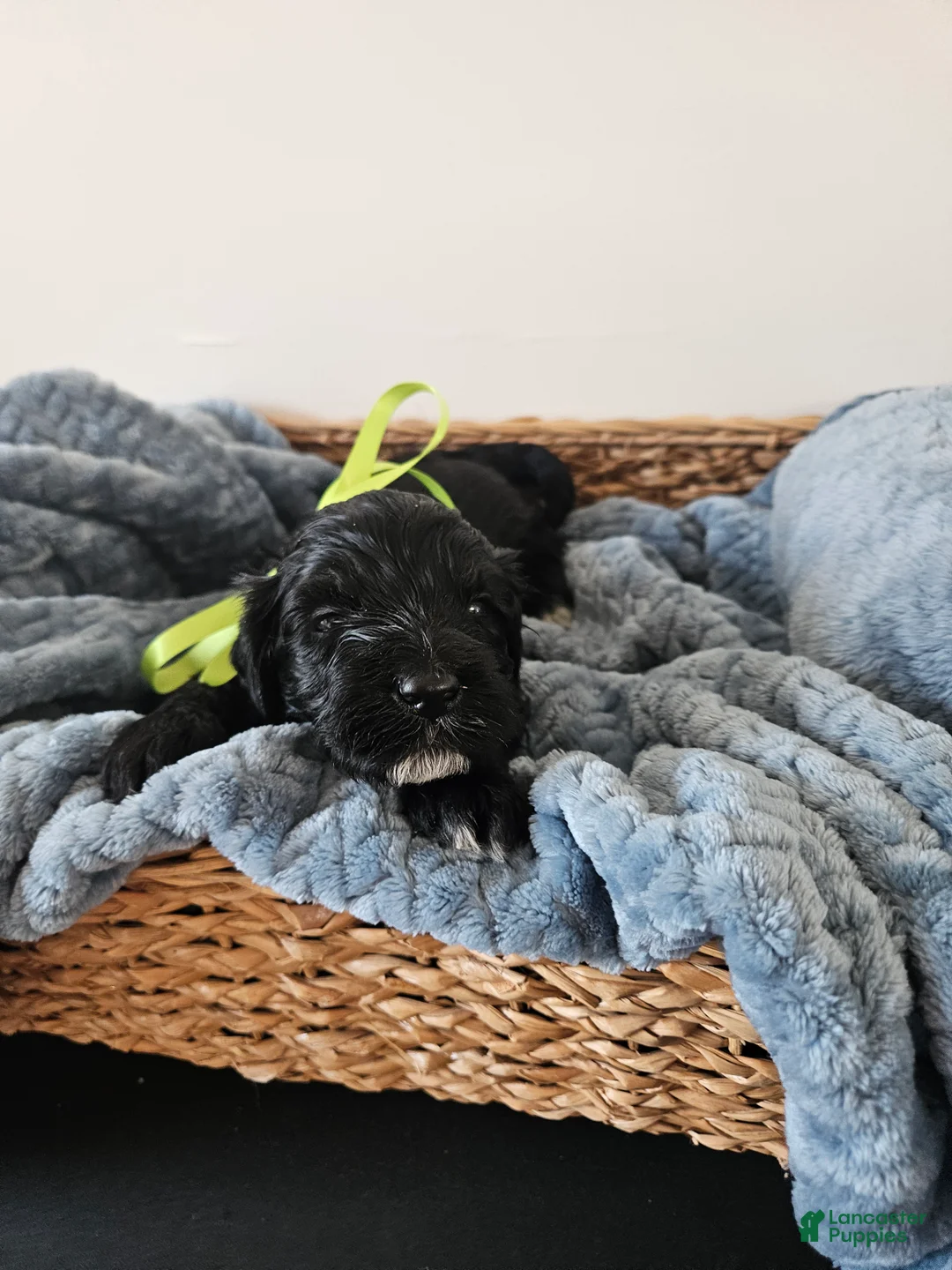 Portuguese Water Dog dogs for sale: Galaxy - Ad 2