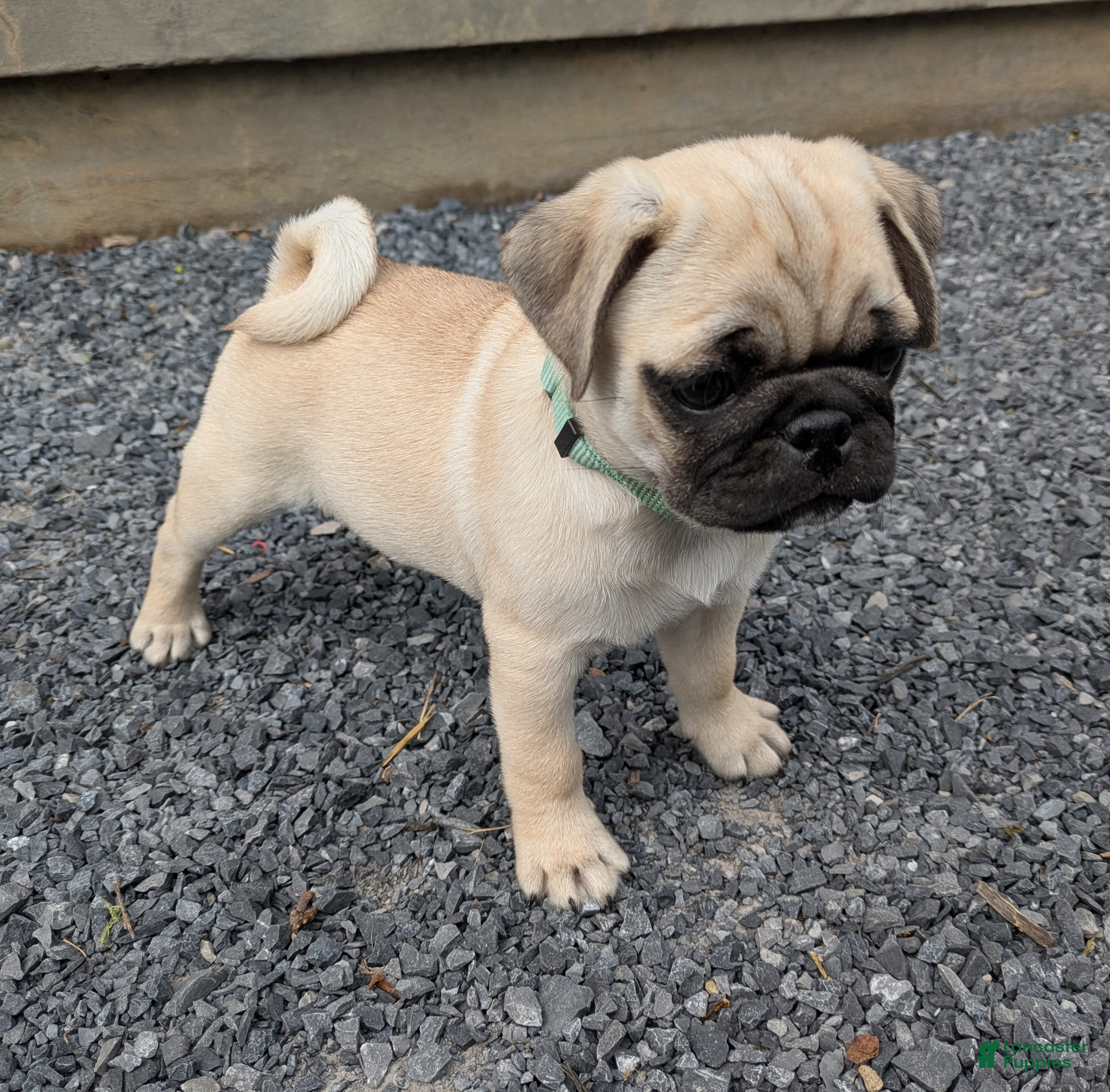 Pug dogs Laker - Ad 1