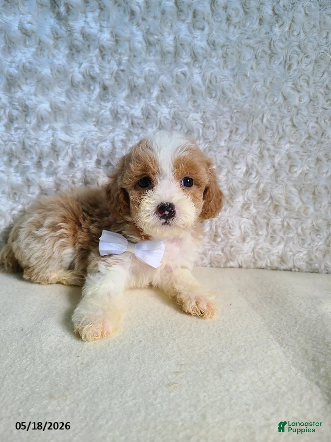 Bichpoo dogs for sale: Pinto - Ad 1