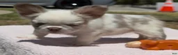French Bulldog dogs for sale: French Bulldog Puppy 3 - Ad 6