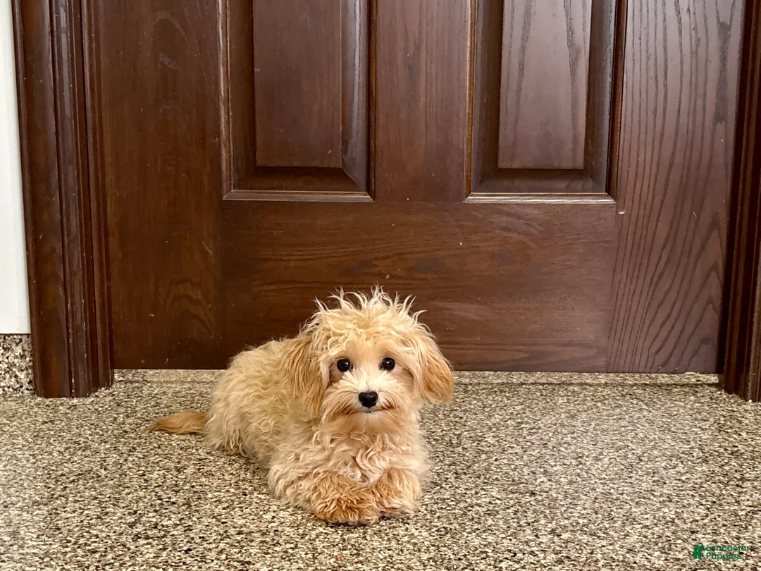 Maltipoo dogs for sale: Tiny - Ad 7